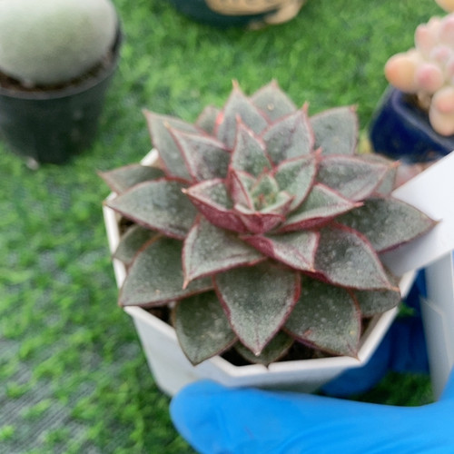 麒麟座1.30