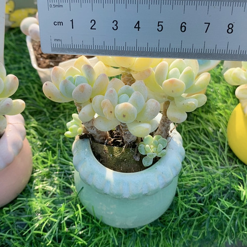 罗琦13.375