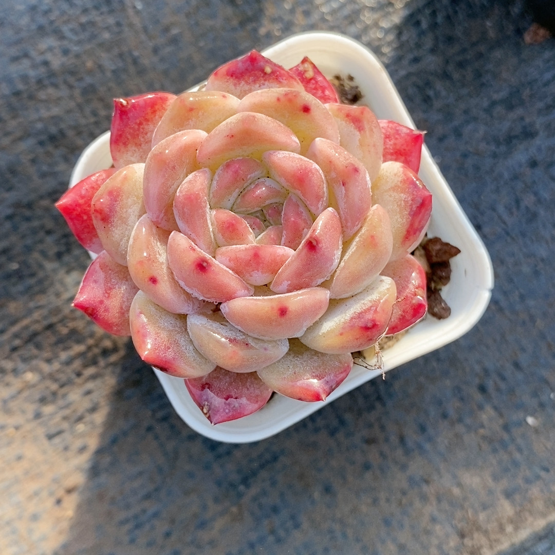 粉魄22.34带盆,鲜花速递/花卉仿真/绿植园艺,多肉植物,淘宝优惠券,粉丝福利购,淘宝优惠卷