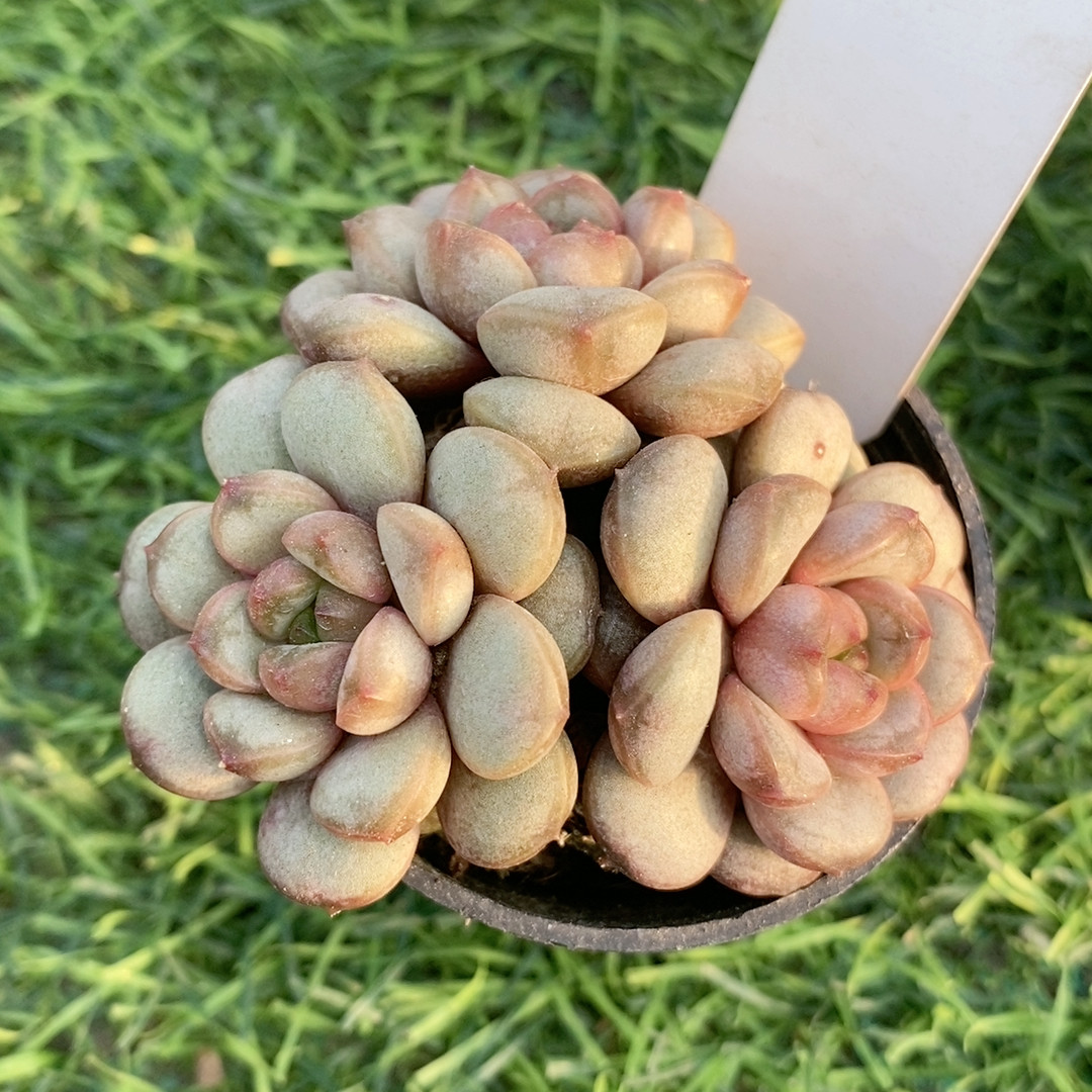 葡萄22.637带盆,鲜花速递/花卉仿真/绿植园艺,多肉植物,淘宝优惠券,粉丝福利购,淘宝优惠卷