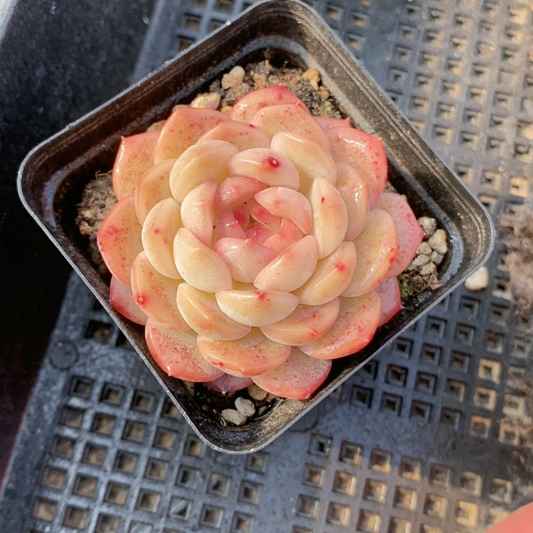 琴心23.135带盆,鲜花速递/花卉仿真/绿植园艺,多肉植物,淘宝优惠券,粉丝福利购,淘宝优惠卷