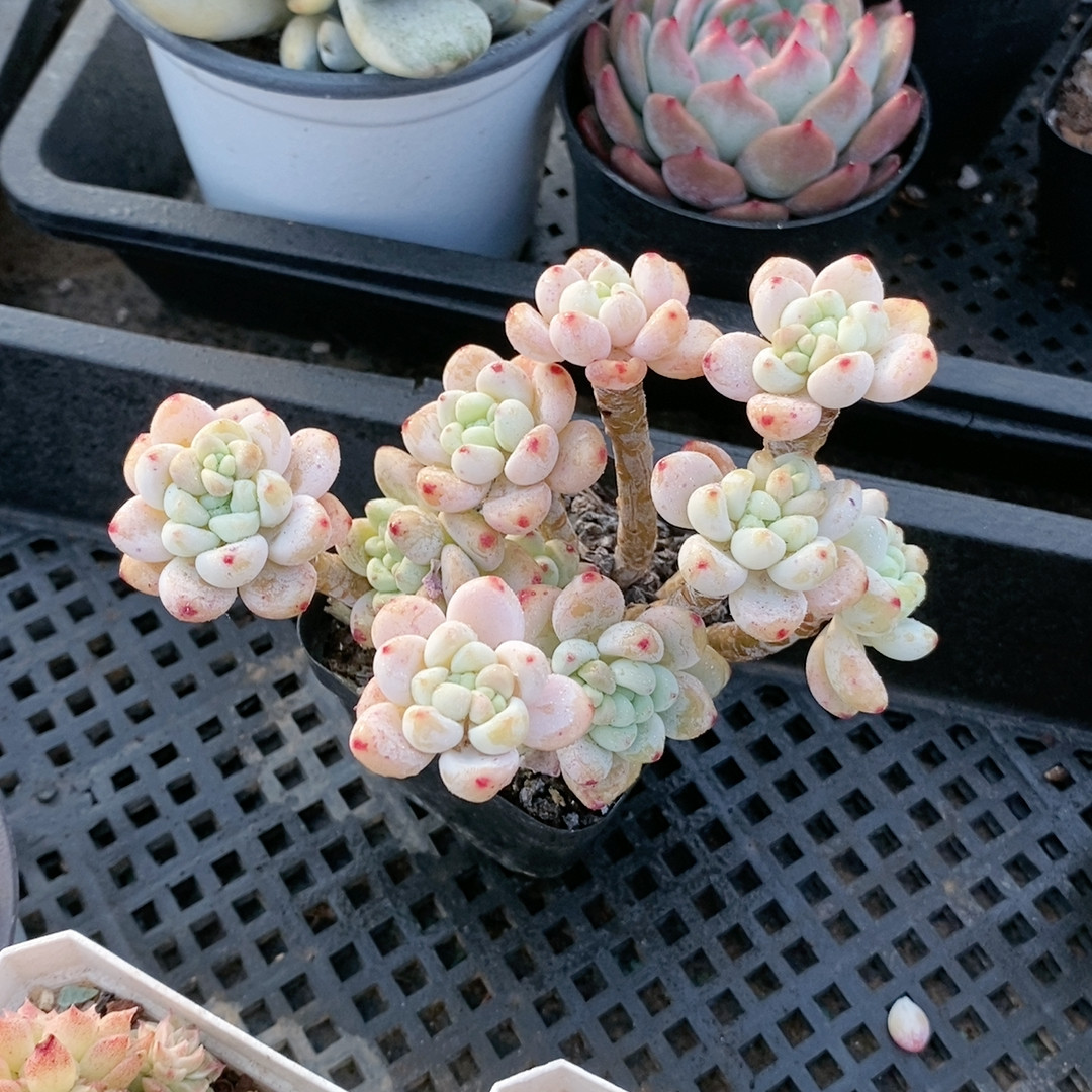 罗琦23.995,鲜花速递/花卉仿真/绿植园艺,多肉植物,淘宝优惠券,粉丝福利购,淘宝优惠卷