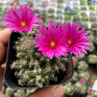 紫晃星 会开花的多肉植物 番杏科紫星光, 仙宝属多年生肉质植物