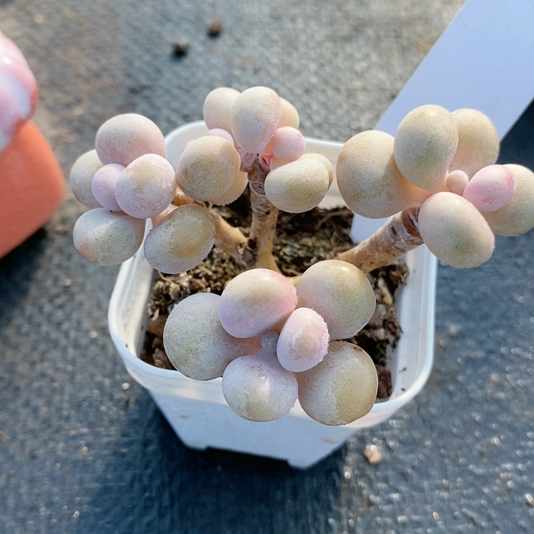 桃蛋22.891,鲜花速递/花卉仿真/绿植园艺,多肉植物,淘宝优惠券,粉丝福利购,淘宝优惠卷