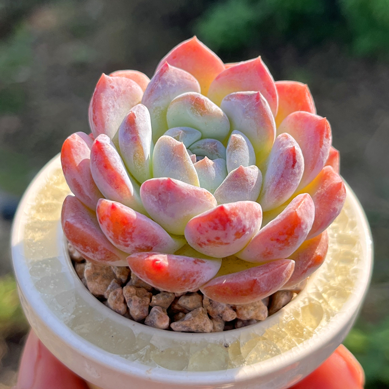 粉魄单头粉色多肉植物