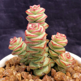 钱串 多头群生老桩寓意好的 多肉 多肉植物 舞乙女景天科花卉盆栽