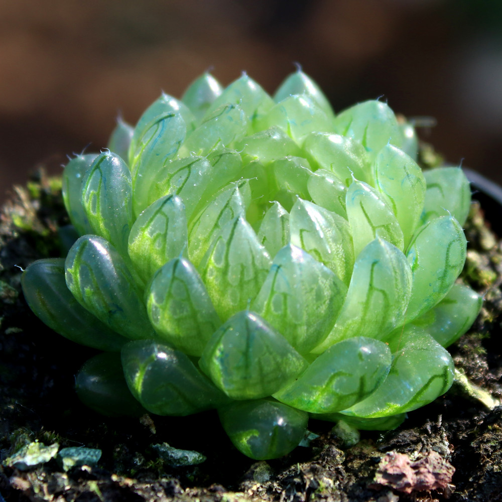 蝉翼玉露 耐阴耐热 樱水晶变异多肉樱变女神多肉植物十二卷盆栽,鲜花速递/花卉仿真/绿植园艺,多肉植物,淘宝优惠券,粉丝福利购,淘宝优惠卷