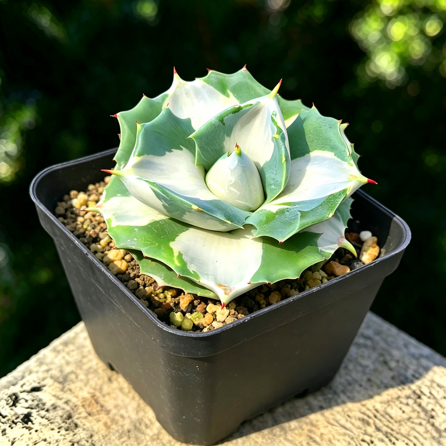 王妃雷神锦白黄中斑龙舌兰属多肉植物单头含盆带土栽种好绿植盆栽