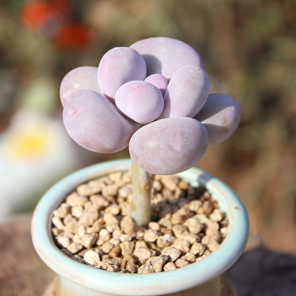 蛋黄奶酪 多头群生老桩 小贵货 超萌 多肉植物木质化杆子花卉盆栽