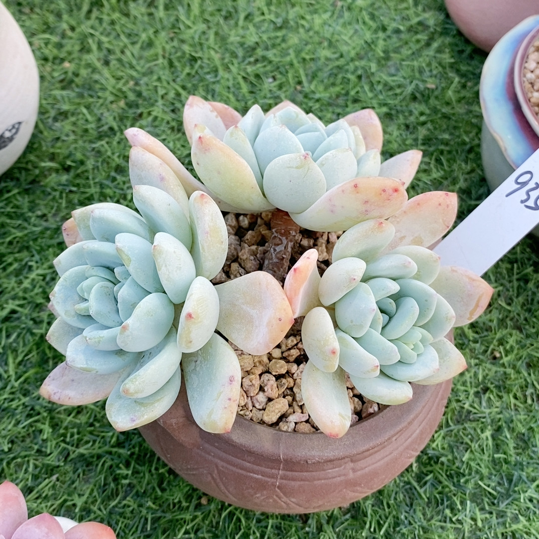 冷香22.935,鲜花速递/花卉仿真/绿植园艺,多肉植物,淘宝优惠券,粉丝福利购,淘宝优惠卷