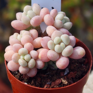 洛可可 精品控养多肉植物 达芙妮 迷你可爱多头群生老桩 鱼子酱