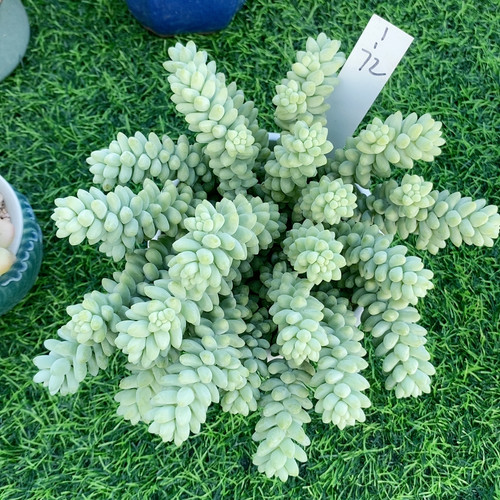 玉缀1.72带盆
