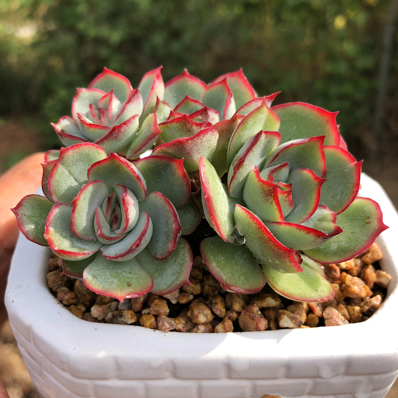 月光女神 实生苗 整桩无砍 多有群生小老桩 新手易种植红多肉植物