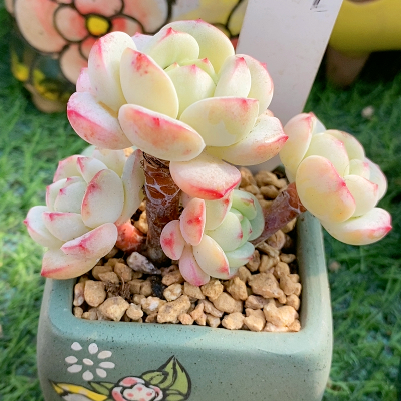 香草 多肉植物 经典老品种可爱萌肉肉 羽之园艺 新手阳台花卉盆栽