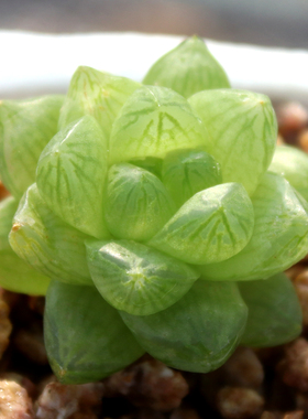 草玉露 多肉植物 十二卷类瓦苇属 耐阴新手易种绿色花卉盆栽肉肉