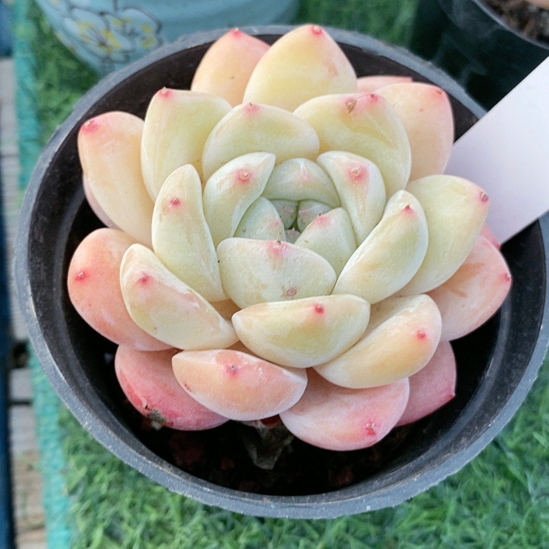 粉梦22.934带盆,鲜花速递/花卉仿真/绿植园艺,多肉植物,淘宝优惠券,粉丝福利购,淘宝优惠卷