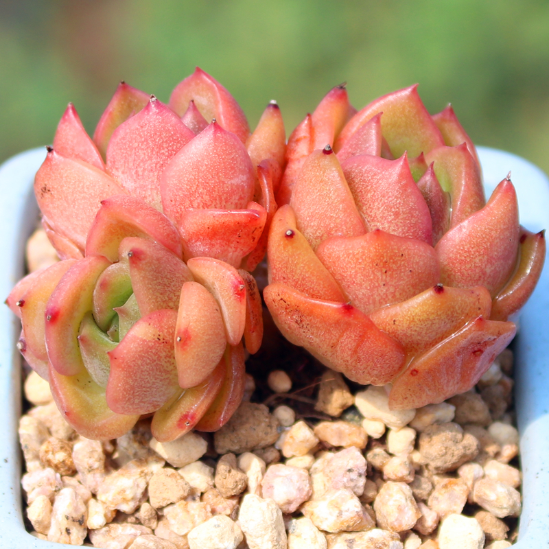 冰橙 多肉植物 冰宝龙白玫瑰冰城 含盆带土栽种好发货 羽之园艺 鲜花速递/花卉仿真/绿植园艺 多肉植物 原图主图