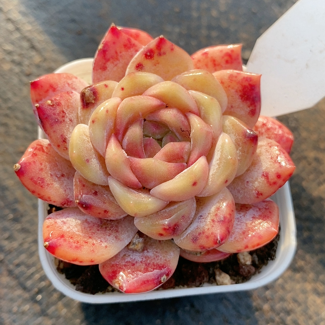 粉魄22.614带盆,鲜花速递/花卉仿真/绿植园艺,多肉植物,淘宝优惠券,粉丝福利购,淘宝优惠卷