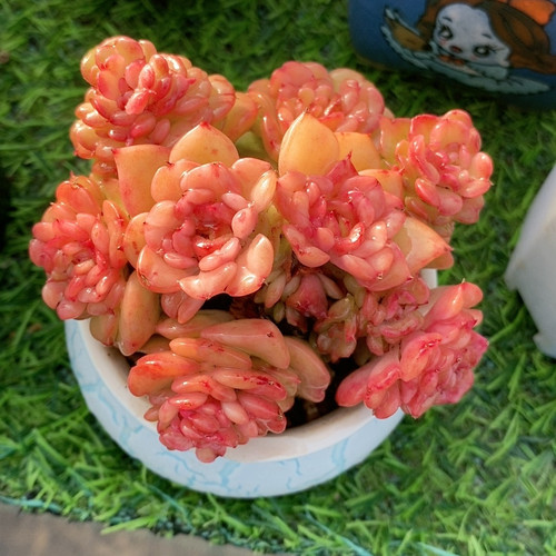 蜡牡丹群生老桩简单易种