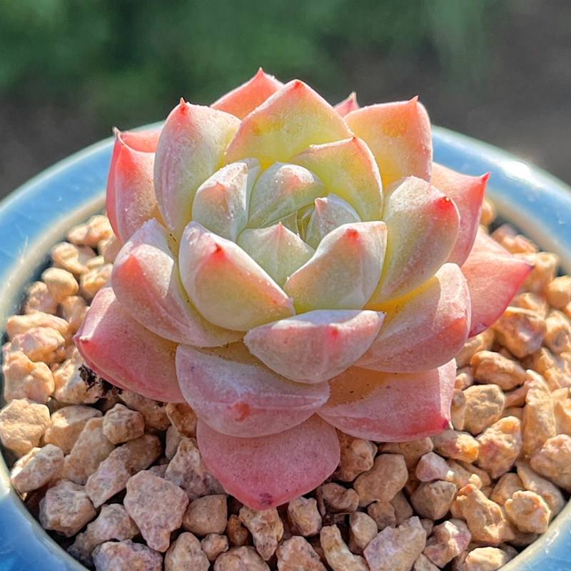 粉钻珍妮多肉植物超小迷你