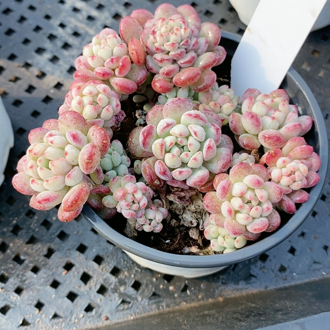 小红蛋24.622带盆,鲜花速递/花卉仿真/绿植园艺,多肉植物,淘宝优惠券,粉丝福利购,淘宝优惠卷