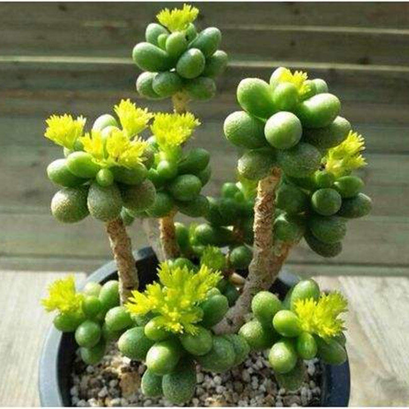 绿龟之卵 小贵货 多头群生老桩龟之卵多肉植物阳台盆栽会开花组合,鲜花速递/花卉仿真/绿植园艺,多肉植物,淘宝优惠券,粉丝福利购,淘宝优惠卷