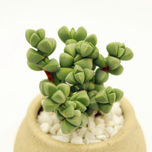 木质化新手易种组合盆栽花卉肉肉