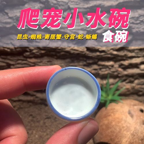 迷你陶瓷小水碗 爬宠食盆蛐蛐螳螂蝈蝈蜘蛛蝎子守宫睫角果泥碗