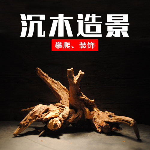 天然造景爬虫攀爬木守宫睫角蛇蟒鬃狮蜥蜴攀爬树枝鱼缸沉木