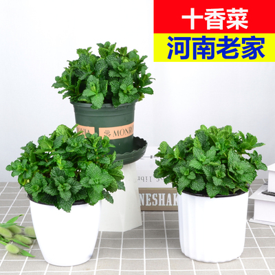 河南十香菜苗盆栽食用盆栽