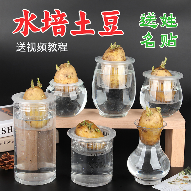 水培土豆盆栽种球加花盆一套