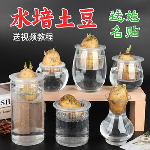 水培土豆苗盆栽马铃薯透明塑料和玻璃瓶子观察种植植物幼儿园儿童