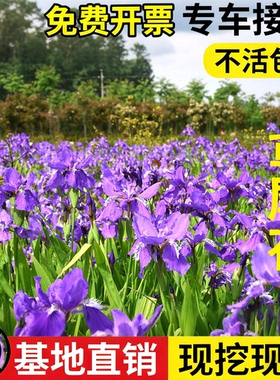 蓝色鸢尾花苗种子球根兰耐寒地被庭院阳台盆栽水生多年生植物花卉