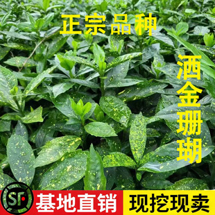 洒金珊瑚树苗庭院四季常绿金色植物耐阴真珊瑚彩班叶黄金绿篱东瀛