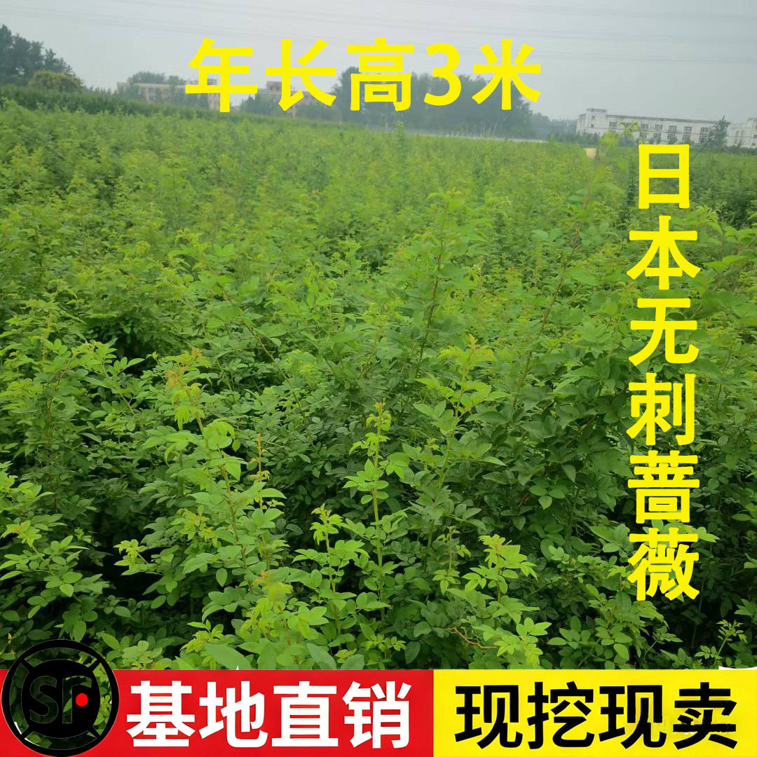 日本无刺蔷薇花爬藤架四季开花庭院室外盆栽老桩大树苗非月季木香