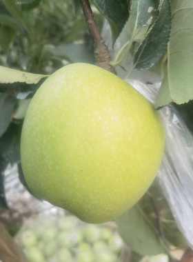 烟台瑞雪苹果假一赔十