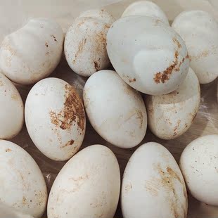 农家土鹅蛋12枚山里放养大鹅蛋 新鲜孕妇食用
