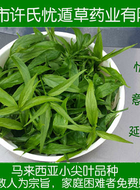 许氏新鲜马来西亚小尖汉帝忧遁草