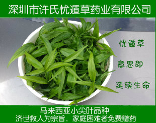 许氏忧遁草 优顿草新鲜叶 循盾尤吨鳄嘴花马来西亚小尖黎王汉帝草