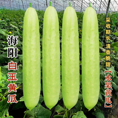 海阳白玉黄瓜种子水果黄瓜苗蔬菜