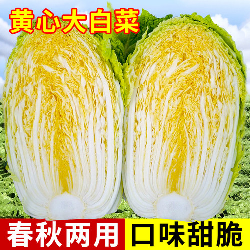 杂交黄芯种子高产春秋四季大白菜