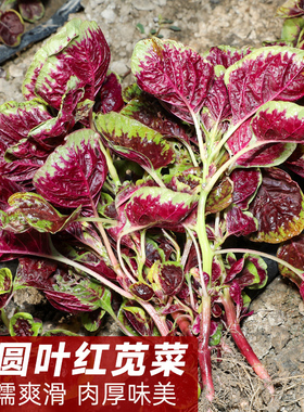 红圆叶苋菜种子红叶白黄籽种四季孑春夏农家蔬菜种籽港种汉菜满身