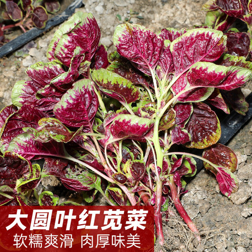 蔬菜圆叶黄籽四季满身苋菜种子