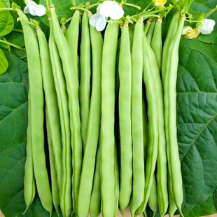 四季豆种子大全菜籽种无架豆豆角耐热四季春秋季蔬菜种籽苗盆栽孑