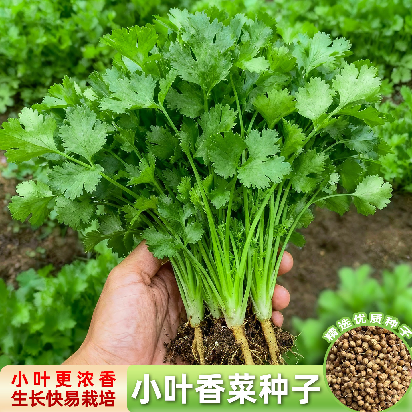 小叶香菜种子老品种大叶芫荽四季播种蔬菜籽种阳台盆栽适合新手,鲜花速递/花卉仿真/绿植园艺,家庭园艺种子,淘宝优惠券,粉丝福利购,淘宝优惠卷