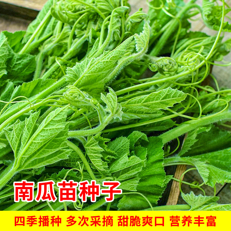 南瓜苗尖种子绿健种籽专吃花藤茎嫩叶特色蔬菜家庭阳台四季孑菜籽