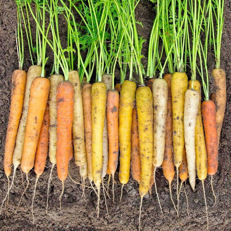 彩虹胡萝卜种子种籽彩色早熟水果萝卜四季籽种蔬菜孑菜籽秋季罗卜