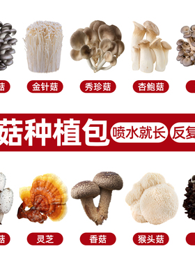 蘑菇大菌包平菇菌子菌棒家庭种植蘑菇菌包可食用盆栽阳台鸡枞种子
