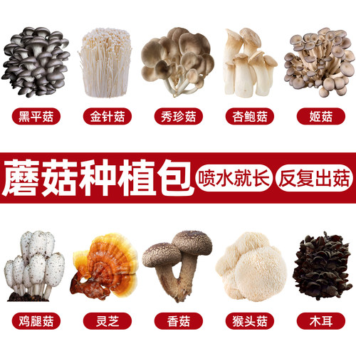 蘑菇菌包种植大全平菇金针菇鸡枞