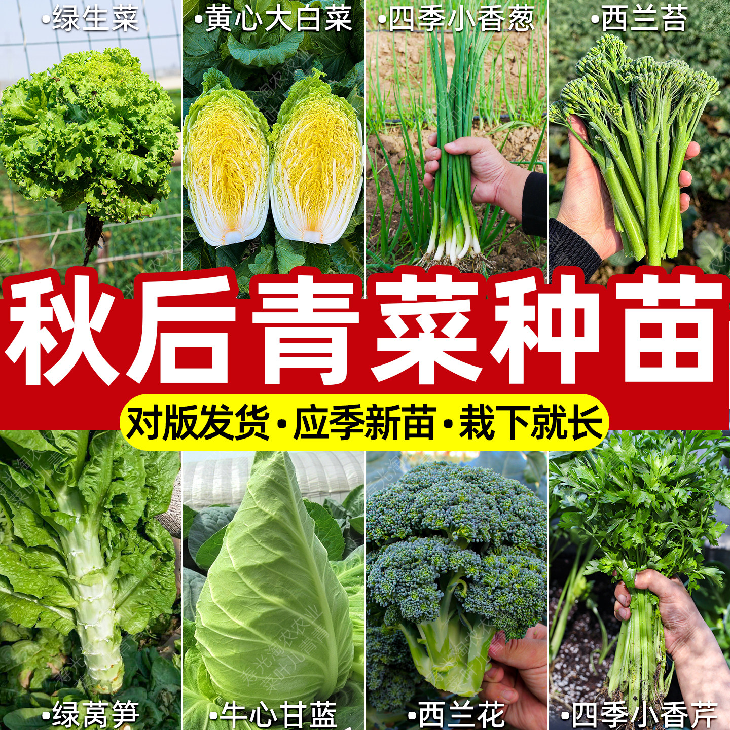 秋冬蔬菜苗种子香菜菠菜生菜韭菜根苗葱蒜头豌豆尖耐寒菜苗蔬菜籽